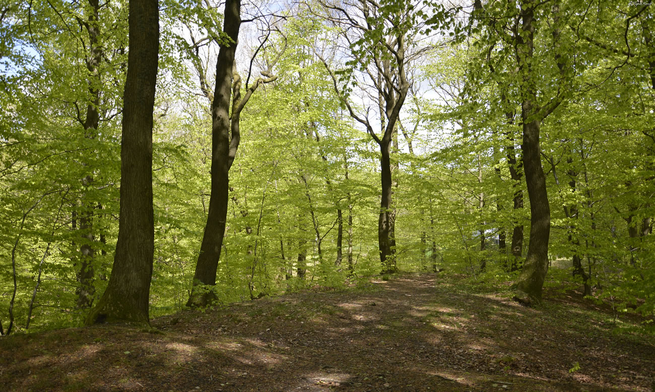 bogeskov
